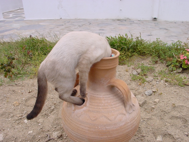 Mykonos Katze und Amphore 2.JPG -                                